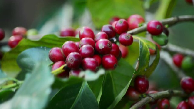 Close Up Of Red Coffee Berries