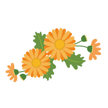 Nature flower orange daisy