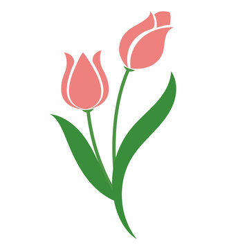 Nature flower pink tulip