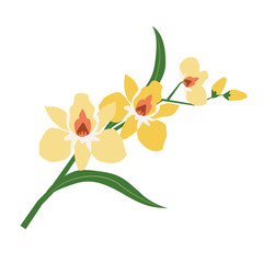 Naklejka premium Nature flower yellow orchid