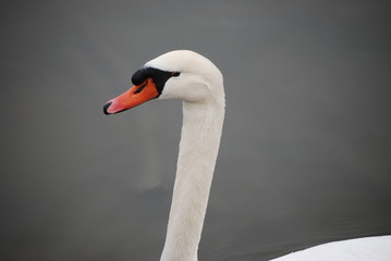 Obraz premium A mute swan, the second largest only to a Trumpeter.