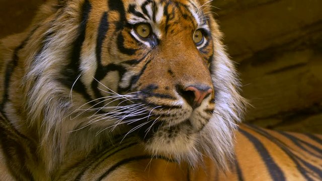 Sumatran tiger (Panthera tigris sondaica) yawning