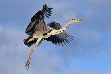 Ardea cinerea, grey heron in flight