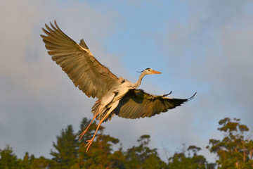 Ardea cinerea, grey heron in flight