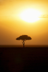 Fototapeta na wymiar Beautiful romantic sunset with a single tree in silhouette on the savannah