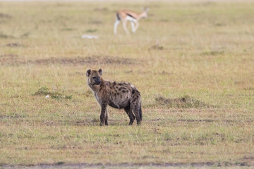 Spotted hyena in the savanna in Africa