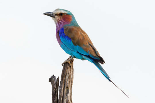 Close up of a Lilac-breasted roller sitting on a stick and looking