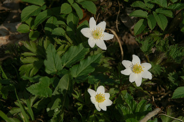 Waldanemonen