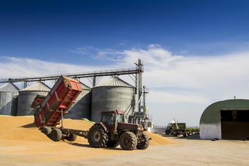 tractor unloading wheat in a pile near a grainery © GratielaLoredana