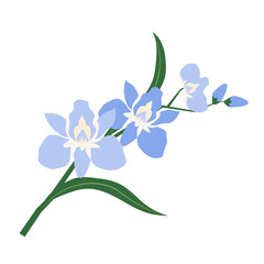 Nature flower light blue orchid