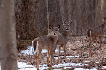 Sandy Pond resident