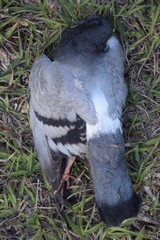 Pomba morta em gramado