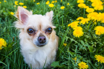 Funny looking Chihuahua in a fresh green grass full of nice yellow dandelions