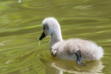 Beautiful young baby swan is swimming on a water.