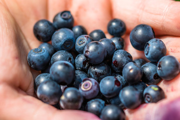 A full hand of a very tasty looking blueberries