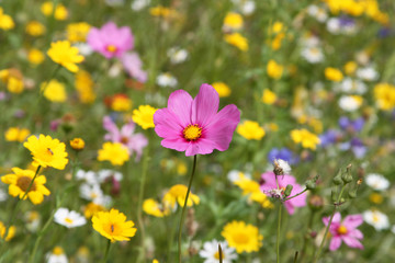 Fototapeta premium Wild flower meadow