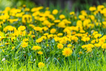 Obraz premium Nice field with fresh yellow dandelions and green grass