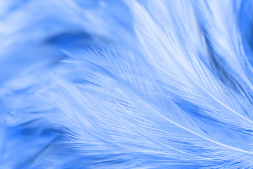 Fototapeta na wymiar Blue chicken feathers in soft and blur style for the background