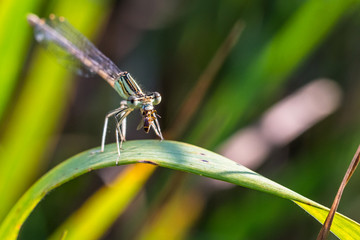 Beautiful small Damselfly (dragonfly) eats a small beetle (predatory insect)