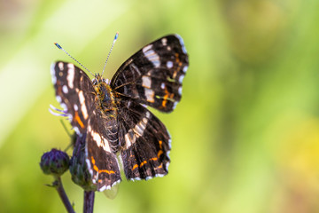 Beautiful butterfly sitting on a flower. Nice macro shot