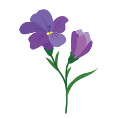 Nature flower purple freesia