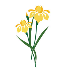 Nature flower yellow iris