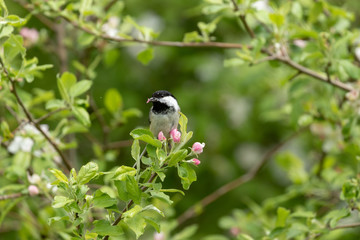 Chickadee