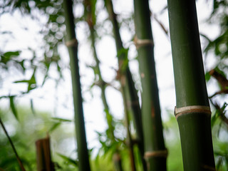 Fototapeta na wymiar Bamboo branch in bamboo forest.
