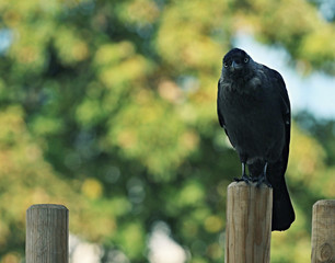 bird with an interesting look into the camera, Kawka bird Coloeus, a unique shot of a curious bird sitting on a peg, a photo with space for text
