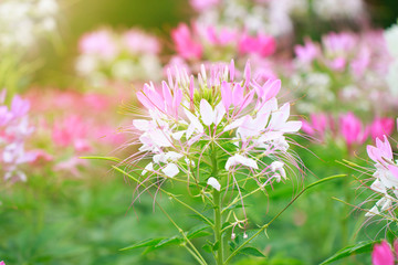 Beautiful Cleome spinosa or Spider flower in the garden