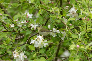 Fototapeta premium Tennesee Warbler