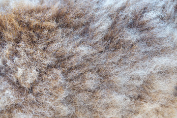Brown fleece texture background, sheep
