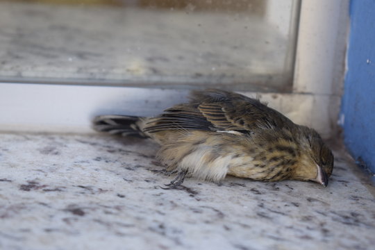 Pardal morto em pingadeira de janela