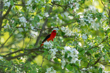 scarlet tanager