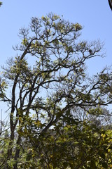 Floresta tropical e céu azul	