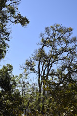 Floresta tropical e céu azul