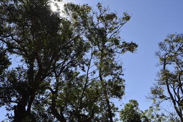 Árvores verdes na frente de céu azul.