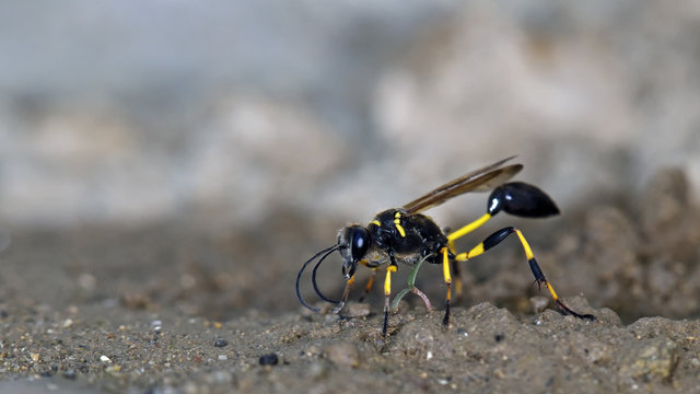 Sceliphron madraspatanum, Crete, Greece
