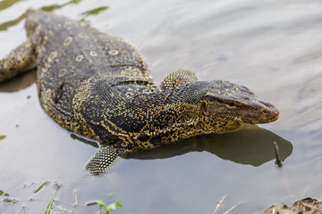 Varanus salvator, commonly known as water monitor or common water monitor in the water