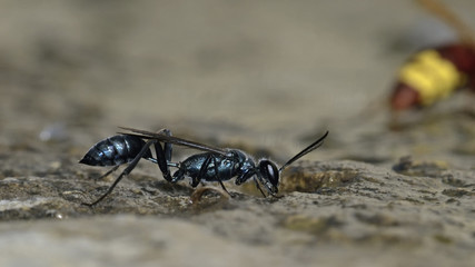 Genus Chalybion - Blue Mud Wasp, Crete, Greece