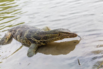 Varanus salvator, commonly known as water monitor or common water monitor in the water