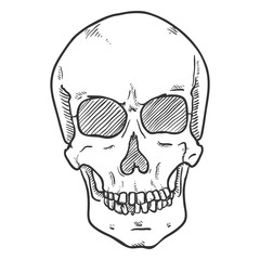 Vector Sketch Illustration - Human Skull. Front View.