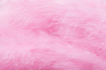Obraz premium Pink bird feathers in soft and blur style, Fluffy pink feather background