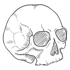 Vector Single Sketch Illustration - Human Skull without Lower Jaw