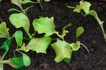 Seedlings of salad in fertile soil in self made pot from paper milk bottles, on windowsill. Spring is coming and farmers working in greenhouse  
