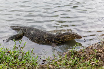 Varanus salvator, commonly known as water monitor or common water monitor in the water