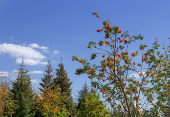 Rowan in the blue sky