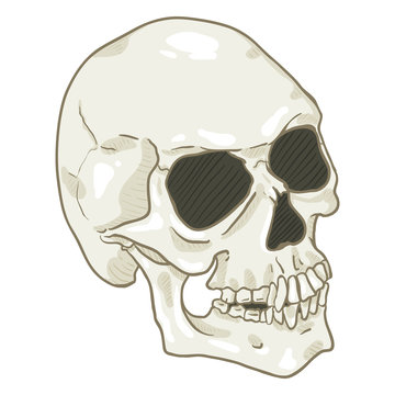 Vector Single Cartoon Illustration - White Human Skull