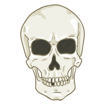 Vector Single Cartoon Illustration - White Human Skull