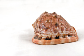 Conchiglia grande su sfondo bianco